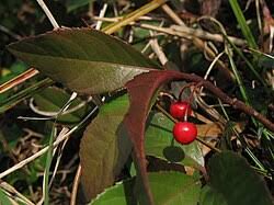 Image result for Ardisia staudtii