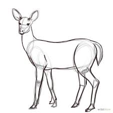 Draw A Deer Deer Drawing Deer Sketch Animal Drawings