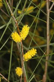 Image result for Melhania acuminata