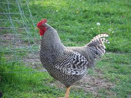 The plymouth rock chicken is a dual purpose bird for both meat and egg production. Raising Barred Rock Chickens