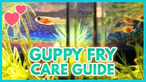 How To Care For Baby Guppies With Pictures Wikihow