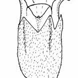 Image result for Commiphora fulvotomentosa