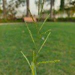 Image result for Eriochloa procera
