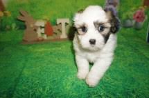 HAS DEPOSIT! Meet Arizona Beautiful Female Teddy Bear Puppy A/K/A CKC  Shichon