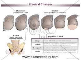 Dilation Effacement Station Chart The Future