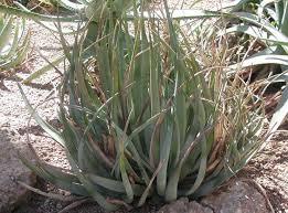 Image result for Aloe cryptopoda