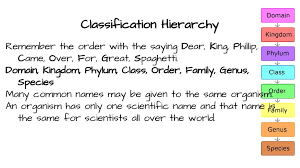 Classification Of Organisms Dichotomous Keys Ppt Download