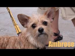 Cindy foust and allen roney. Ambrose Cairn Terrier Mix Youtube