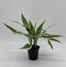 Image result for Dracaena sanderiana