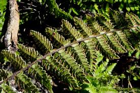 Image result for Cheilanthes