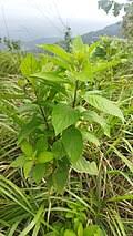 Image result for Vernonia hirsuta