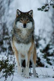 Kurt Bozkurt Turk Suskun Muratcelep Hayvan Hayvanlar Wolf