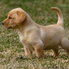Total price for a puppy is $1400.00 for partial akc registration. Yellow English Lab From British Labradors Labrador Retriever Labrador Retriever Puppies Labrador