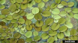 Salvinia minima is a free floating, rootless aquatic fern 1 to 4cm long. Salvinia Minima Common Watermoss Go Botany