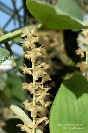 Image result for Diaphananthe