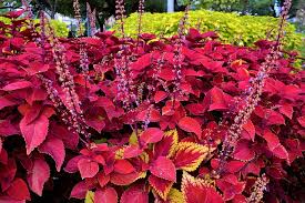 Quali sono le piante da giardino con foglie rosse. Coleus O Coleo Solenostemon Consigli Coltivazione E Cura