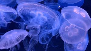 As the oxygen rate in the water goes down, so too does the respiratory rate of the jellyfish. Raising Baby Moon Jellies Critterfacts
