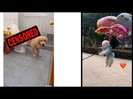 Funny Dog Video Compilation Try Not To Laugh Challenge Youtube In 2021 Funny Dogs Funny Dog Videos Try Not To Laugh