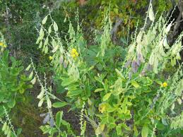 Image result for Crotalaria schliebenii