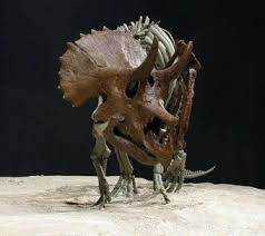 Image result for Triceratella