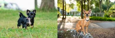 Maybe you would like to learn more about one of these? The Most Comprehensive Chihuahua Growth Chart You Ll Ever Need K9 Web