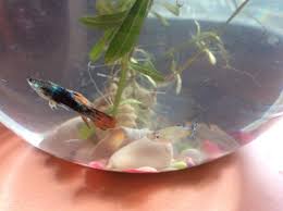 Fin and tail rot is a bacterial disease that you can prevent and if you do happen to get it i will show you how to stop it before it shuts your whole tank. Why Is My Guppy Getting A Tail Rot My Aquarium Club
