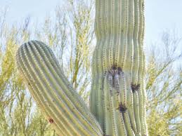 Is that cactus a bastion of potable water, or will you regret your efforts to get past its perilous spines? Dry Summer Tohono Chul Tucson Az