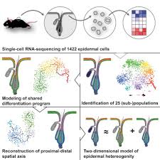 Maybe you would like to learn more about one of these? Single Cell Transcriptomics Reveals That Differentiation And Spatial Signatures Shape Epidermal And Hair Follicle Heterogeneity Cell Systems