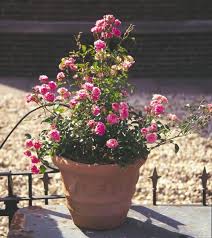 Une fois sorti de terre, le rosier doit être immédiatement replanté, ou son pieds mis dans un. Taille Du Rosier En Pot Gamm Vert