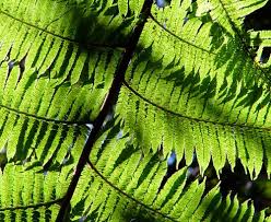 Image result for Cyathea manniana