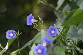 Image result for Ipomoea parasitica