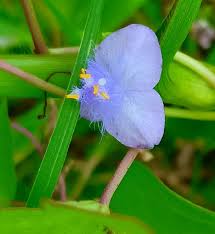 Image result for Cyanotis axillaris