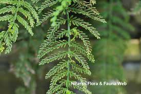 Image result for Asplenium preussii