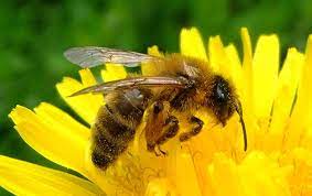 How do you pollinate a plant? Robo Bees Could Aid Insects With Pollination Duties Scientific American