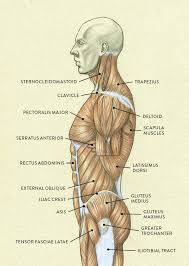 This is a table of skeletal muscles of the human anatomy. Muscles Of The Neck And Torso Classic Human Anatomy In Motion The Artist S Guide To The Dynamics Of Figure Drawing