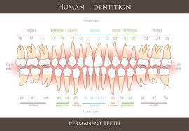 Older horses begin to show signs of aging by the time they hit their teenage years, usually starting around 15. Understanding Dental Teeth Numbering Chart Doral Sedation Dentistry