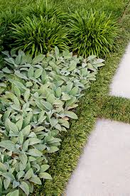 10 Tough Groundcovers That Can Solve Your Worst Landscaping Problems Ground Cover Plants Plants Landscape Problems