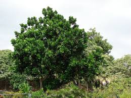 Image result for Barringtonia asiatica