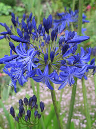 Image result for Agapanthus africanus