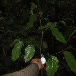 Image result for Angylocalyx