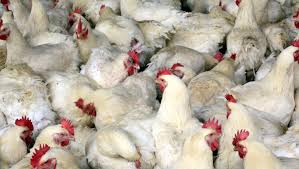 Many different strains of bird flu are present in china and some sporadically infect people, usually those working with poultry. China S New Bird Flu Sickens 38 Kills 10