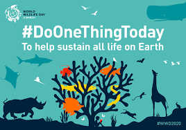 Find out information about world wildlife day with this handy blog, with activities to help you tuesday 3rd march marks world wildlife day 2020. World Wildlife Day 2020 Project Aware