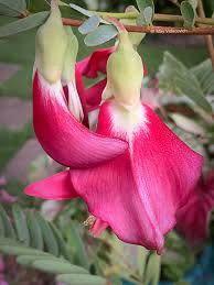 Image result for Sesbania grandiflora