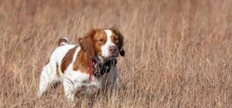 Hunting bird dog retrieving pheasant. A Legacy Of Fine Bird Dogs Training Since 1956