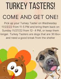 Update: Adopted💕 Did someone say turkey? You're in luck you can adopt your  very own professional turkey taster right in time for thanksgiving! Vulcan  is 6 years old and is an experienced