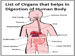 Esophagus, stomach, liver, pancreas, small intestine, large intestine, rectum, and anus. List Of Digestive System Organs Of Human Body