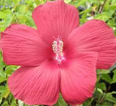 Image result for Hibiscus mutatus