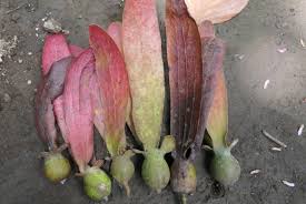 Image result for Dipterocarpaceae