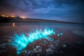 De teller in het icoon met het onweersbuitje geeft live het actuele aantal bliksemontladingen uit onze regio weer. Experience Magical Sea Sparkle In The Netherlands Belgium Or Elsewhere