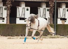 Técnicas de Doma de Cavalos: Como Domar com Eficácia e Segurança